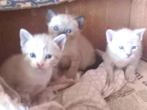 Gato raça  idade Abaixo de 2 meses nome Sem nome
