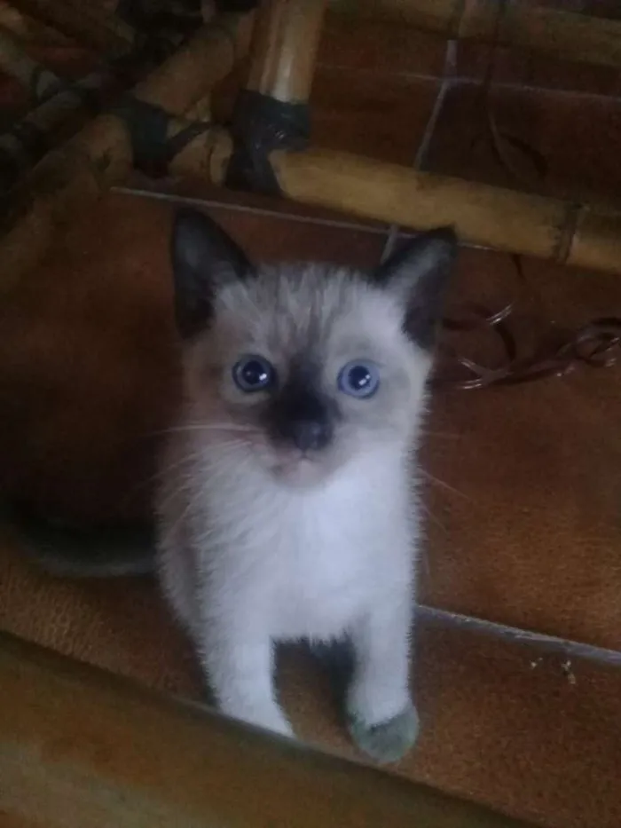 Gato ra a  idade Abaixo de 2 meses nome Sem nome