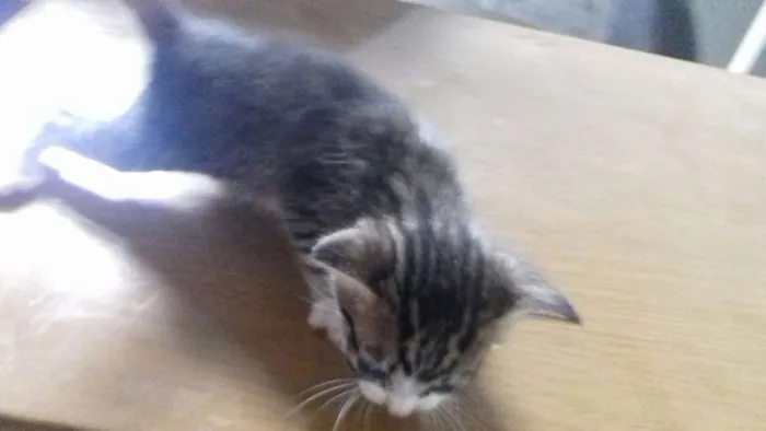 Gato ra a desconhecida idade Abaixo de 2 meses nome sem nome