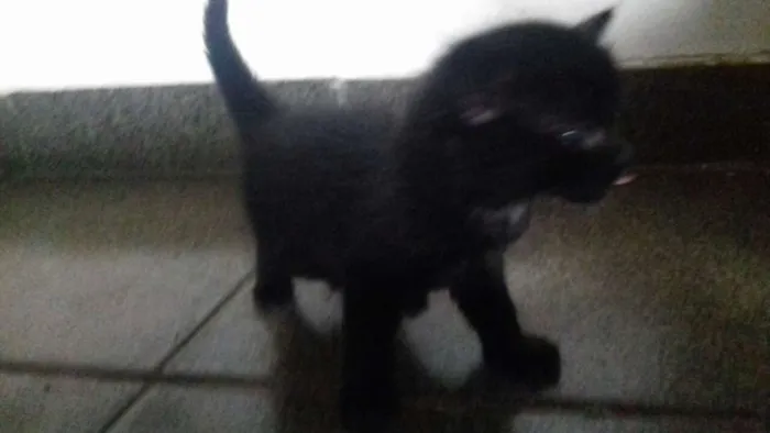 Gato ra a desconhecida idade Abaixo de 2 meses nome sem nome