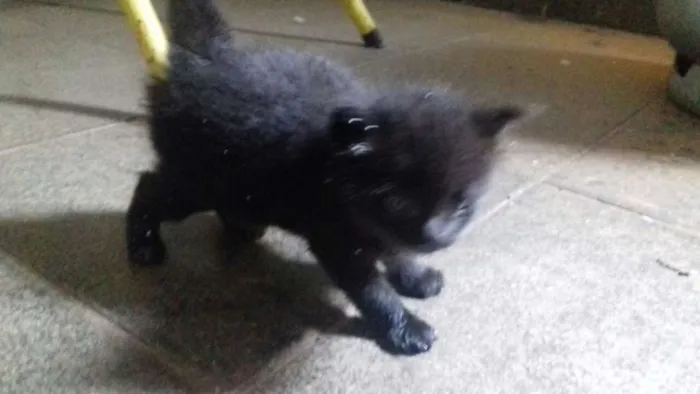 Gato ra a desconhecida idade Abaixo de 2 meses nome sem nome