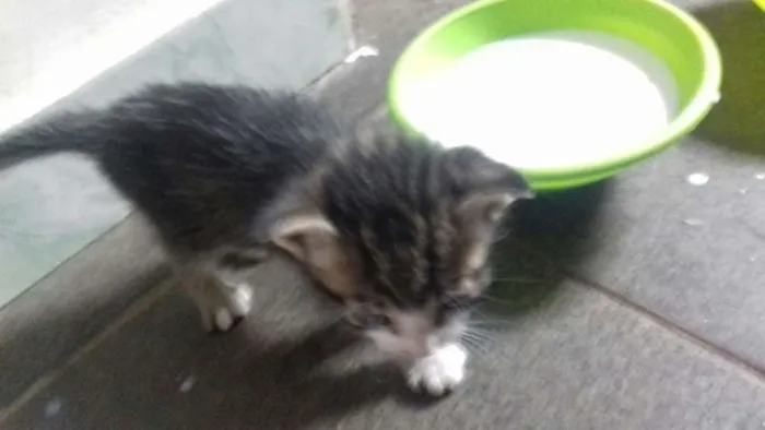 Gato ra a desconhecida idade Abaixo de 2 meses nome sem nome