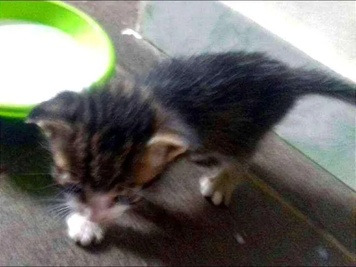 Gato ra a desconhecida idade Abaixo de 2 meses nome sem nome