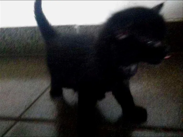 Gato ra a desconhecida idade Abaixo de 2 meses nome sem nome