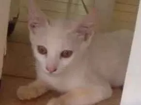 Gato raça  idade 2 a 6 meses nome dama
