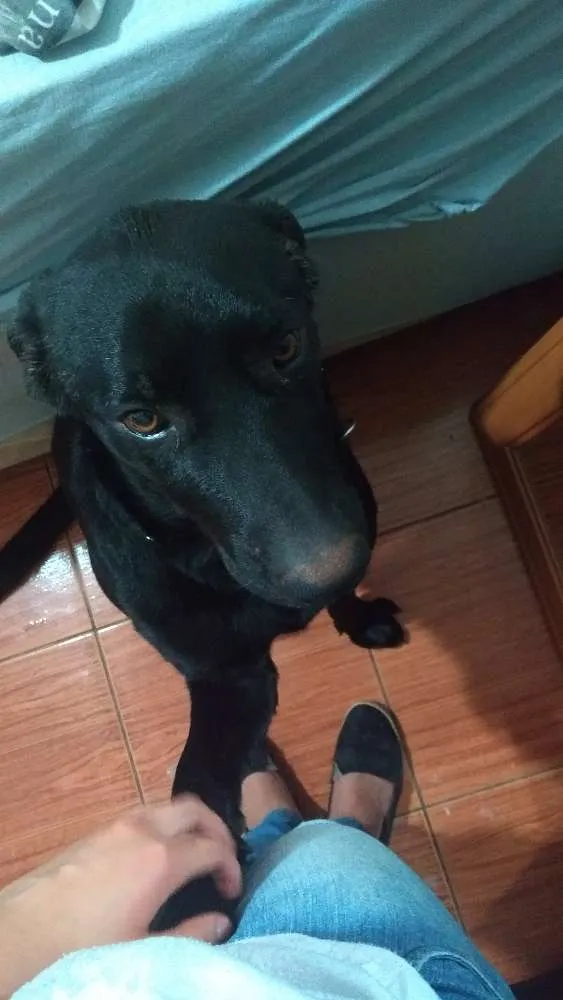 Cachorro ra a Vira lata idade 1 ano nome Negão