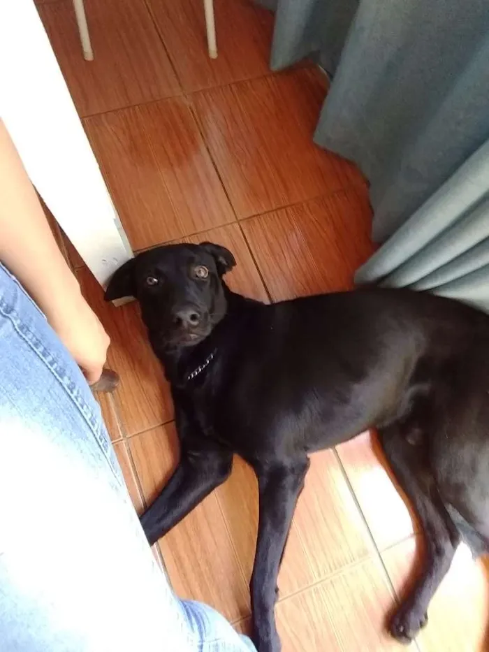 Cachorro ra a Vira lata idade 1 ano nome Negão