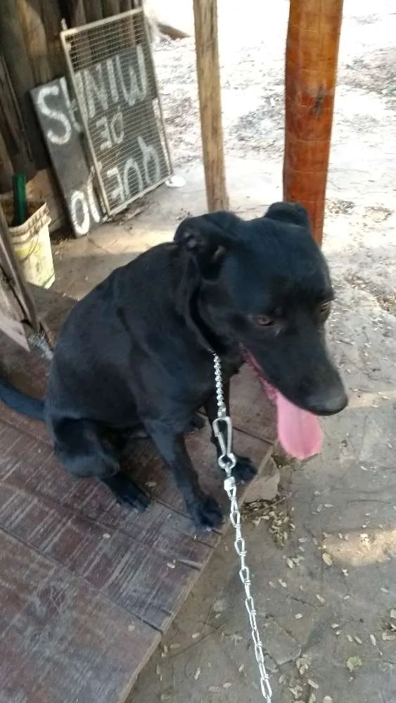 Cachorro ra a Vira lata idade 1 ano nome Negão