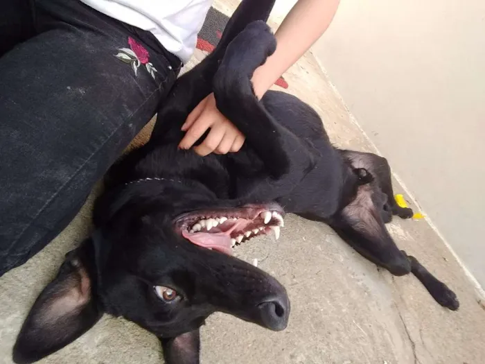 Cachorro ra a Vira lata idade 1 ano nome Negão