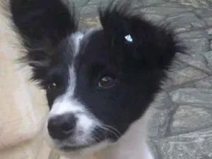 Cachorro raça Srd idade 2 a 6 meses nome Clarinha