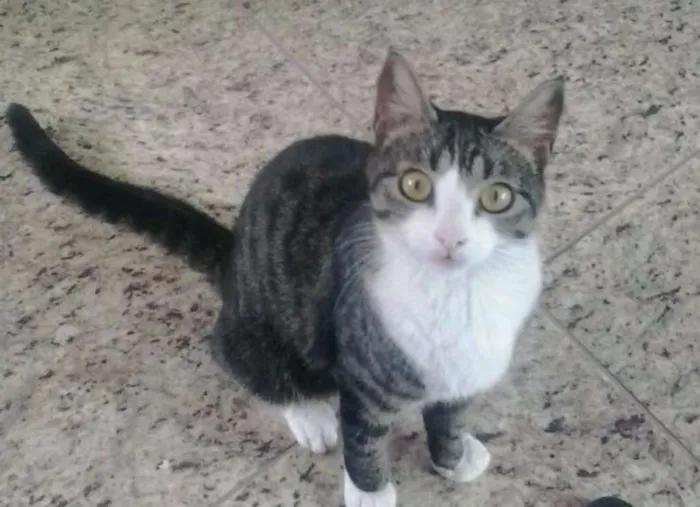 Gato raça viralata  idade 1 ano nome Flor
