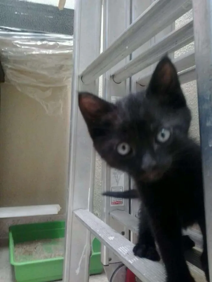 Gato raça viralata  idade 1 ano nome Flor