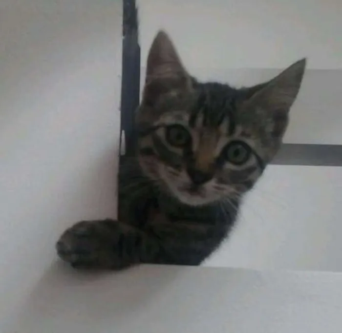 Gato raça viralata  idade 1 ano nome Flor