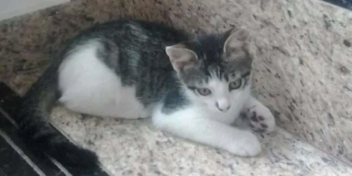 Gato raça viralata  idade 1 ano nome Flor