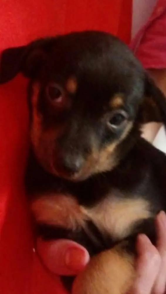 Cachorro ra a Sem raça definida idade Abaixo de 2 meses nome Sem nomes