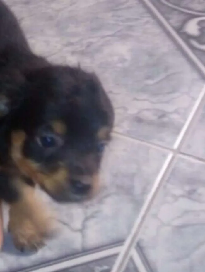 Cachorro ra a Sem raça definida idade Abaixo de 2 meses nome Sem nomes