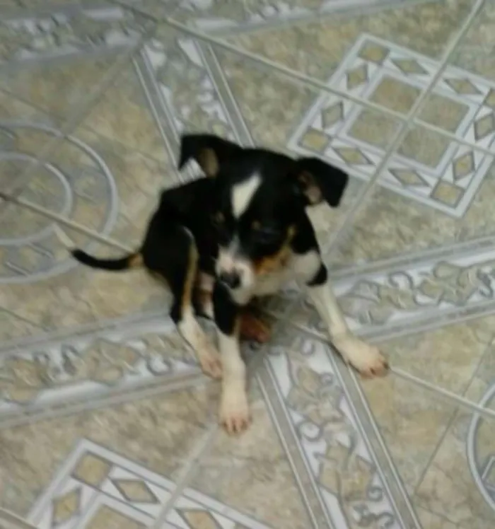 Cachorro ra a Sem raça definida idade Abaixo de 2 meses nome Sem nomes