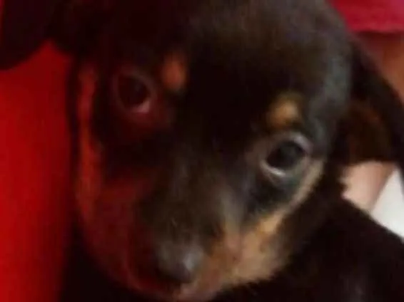 Cachorro ra a Sem raça definida idade Abaixo de 2 meses nome Sem nomes