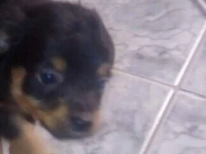Cachorro ra a Sem raça definida idade Abaixo de 2 meses nome Sem nomes