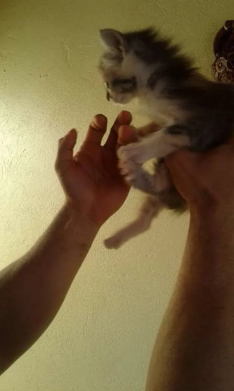 Gato ra a  idade Abaixo de 2 meses nome sem nome