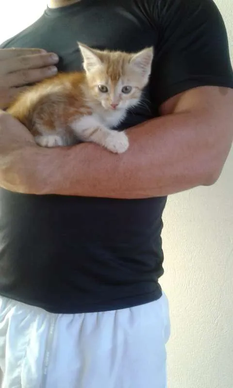 Gato ra a  idade Abaixo de 2 meses nome sem nome