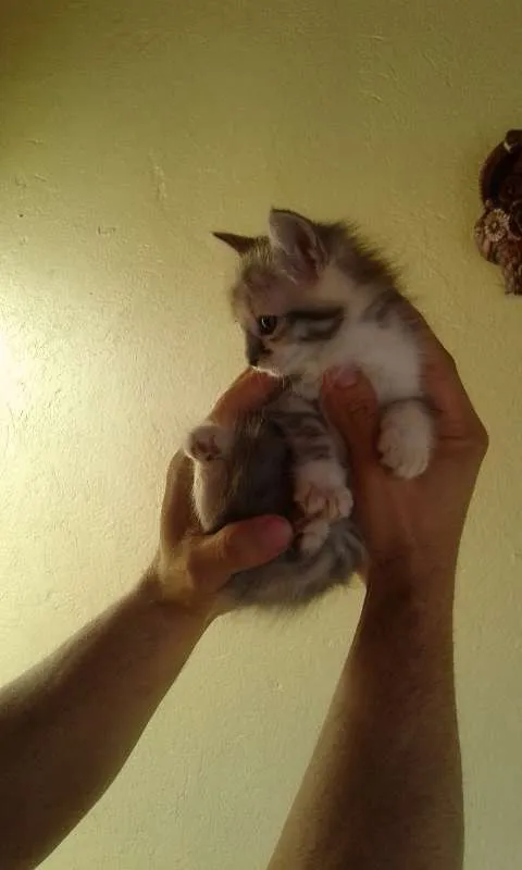 Gato ra a  idade Abaixo de 2 meses nome sem nome