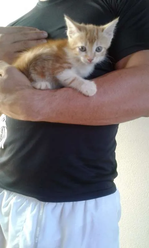 Gato ra a  idade Abaixo de 2 meses nome sem nome