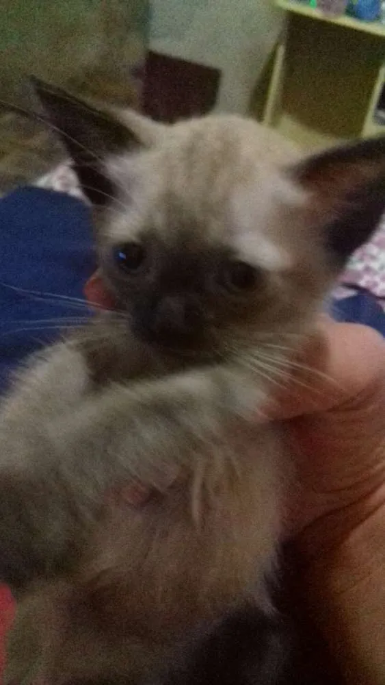 Gato ra a Sienes idade 2 a 6 meses nome Sem