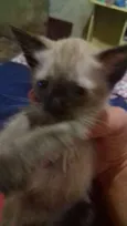 Sem