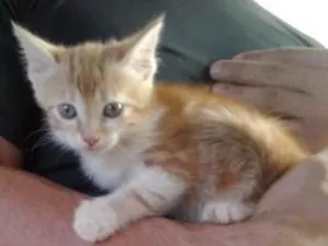 Gato raça  idade Abaixo de 2 meses nome sem nome