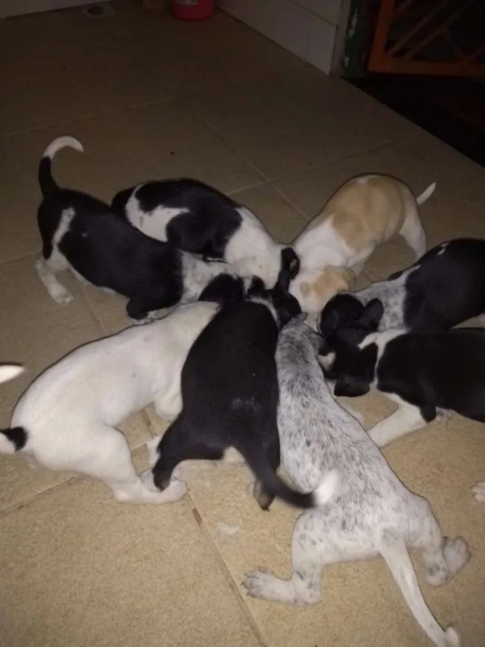 Cachorro raça Indefinida idade Abaixo de 2 meses nome Sem nomes