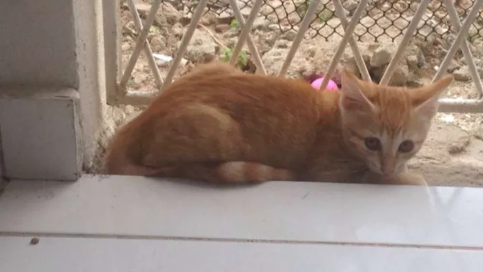 Gato raça INDEFINIDA idade 2 a 6 meses nome SEM NOME
