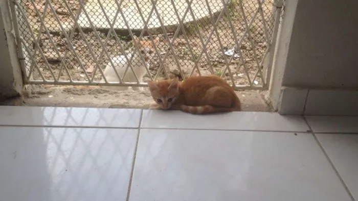 Gato raça INDEFINIDA idade 2 a 6 meses nome SEM NOME
