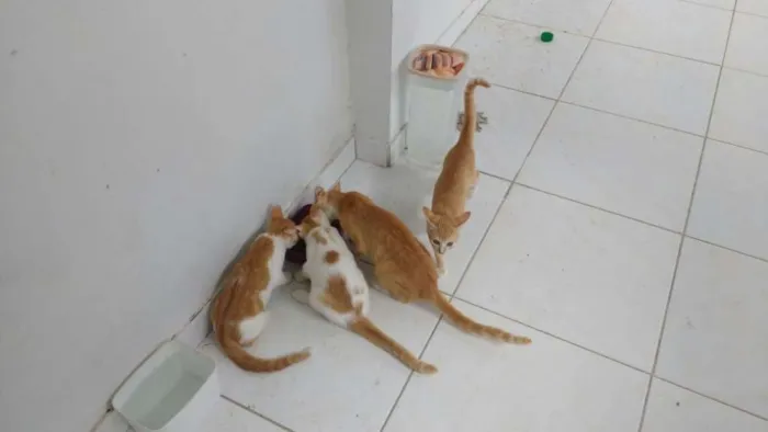 Gato raça INDEFINIDA idade 2 a 6 meses nome SEM NOME