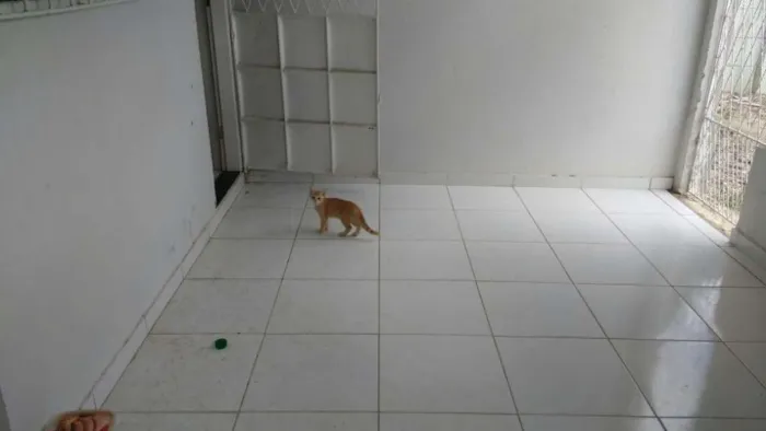 Gato raça INDEFINIDA idade 2 a 6 meses nome SEM NOME