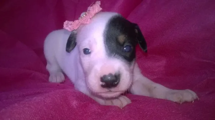Cachorro raça Indefinida idade Abaixo de 2 meses nome Sem nomes