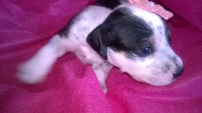 Cachorro raça Indefinida idade Abaixo de 2 meses nome Sem nomes