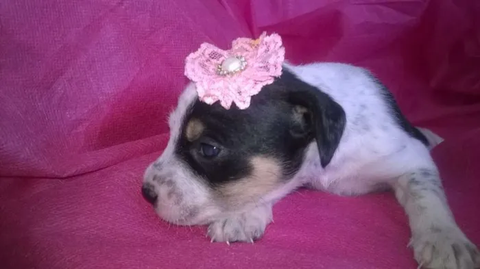 Cachorro raça Indefinida idade Abaixo de 2 meses nome Sem nomes