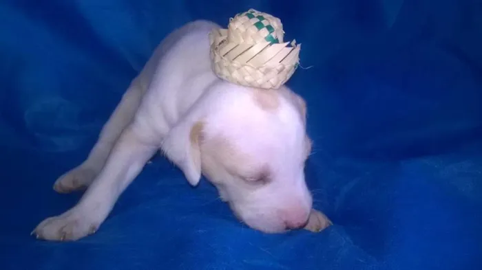 Cachorro raça Indefinida idade Abaixo de 2 meses nome Sem nomes