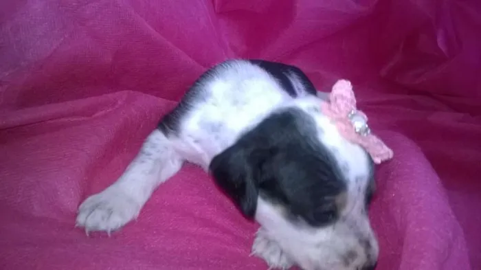 Cachorro raça Indefinida idade Abaixo de 2 meses nome Sem nomes