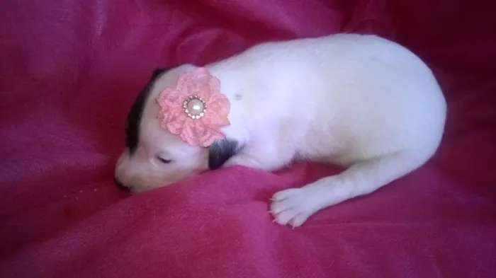 Cachorro raça Indefinida idade Abaixo de 2 meses nome Sem nomes