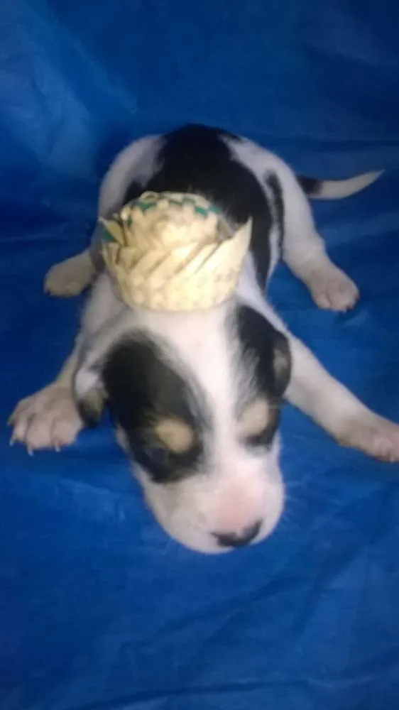 Cachorro raça Indefinida idade Abaixo de 2 meses nome Sem nomes