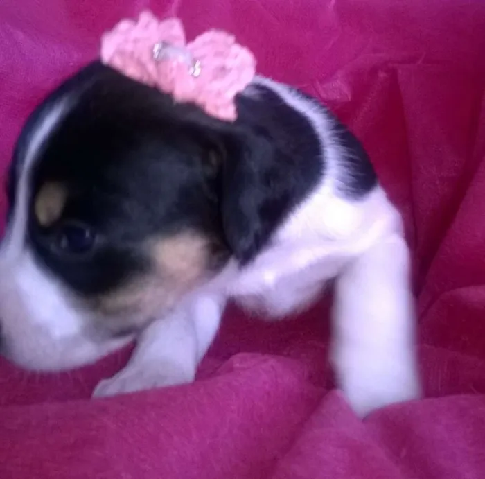 Cachorro raça Indefinida idade Abaixo de 2 meses nome Sem nomes