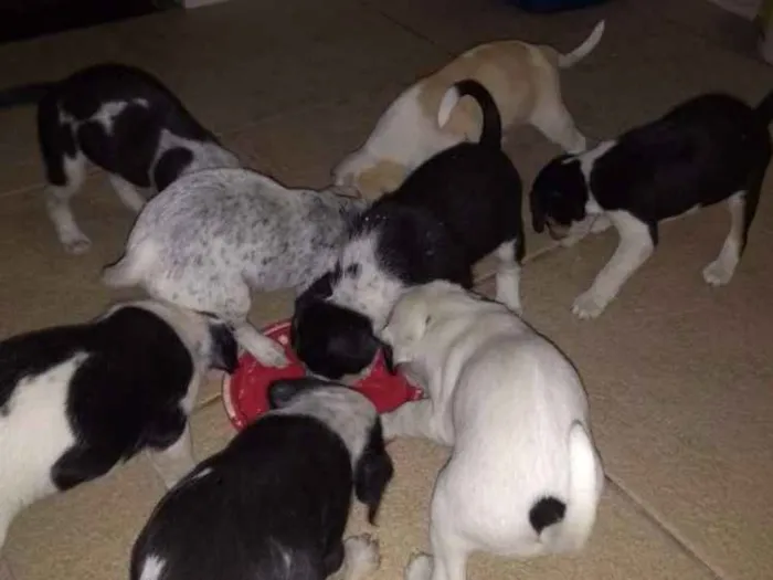 Cachorro raça Indefinida idade Abaixo de 2 meses nome Sem nomes
