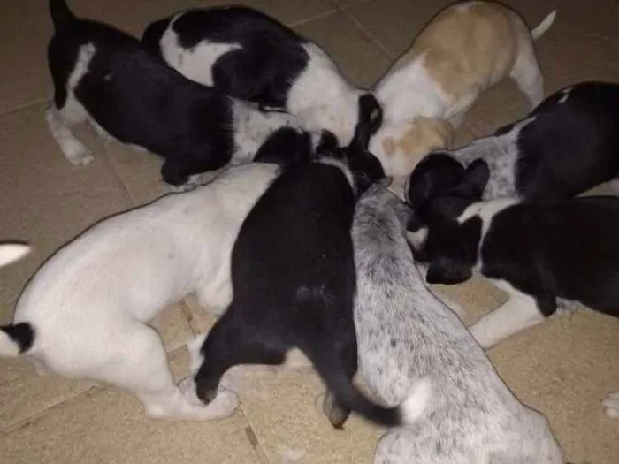 Cachorro raça Indefinida idade Abaixo de 2 meses nome Sem nomes