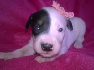 Cachorro raça Indefinida idade Abaixo de 2 meses nome Sem nomes
