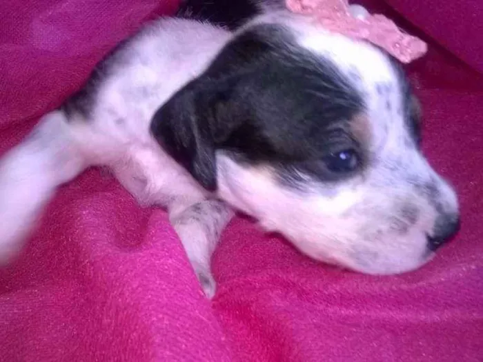 Cachorro raça Indefinida idade Abaixo de 2 meses nome Sem nomes