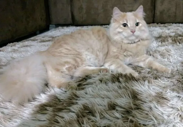 Gato ra a Vira Lata com sianes idade 1 ano nome Bento