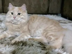 Gato raça Vira Lata com sianes idade 1 ano nome Bento