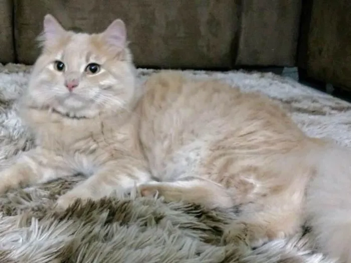 Gato ra a Vira Lata com sianes idade 1 ano nome Bento